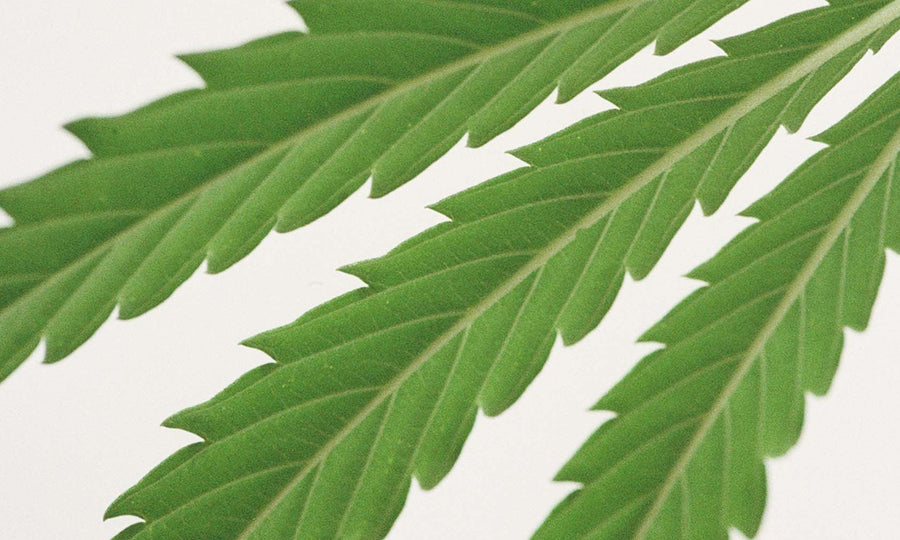 CANNABIS SATIVA L.