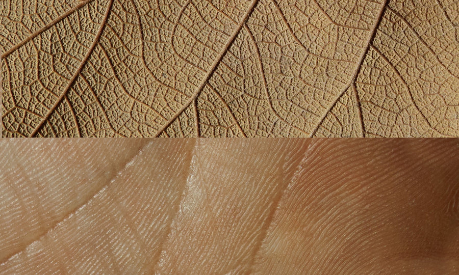 THE SKIN MICROBIOME
