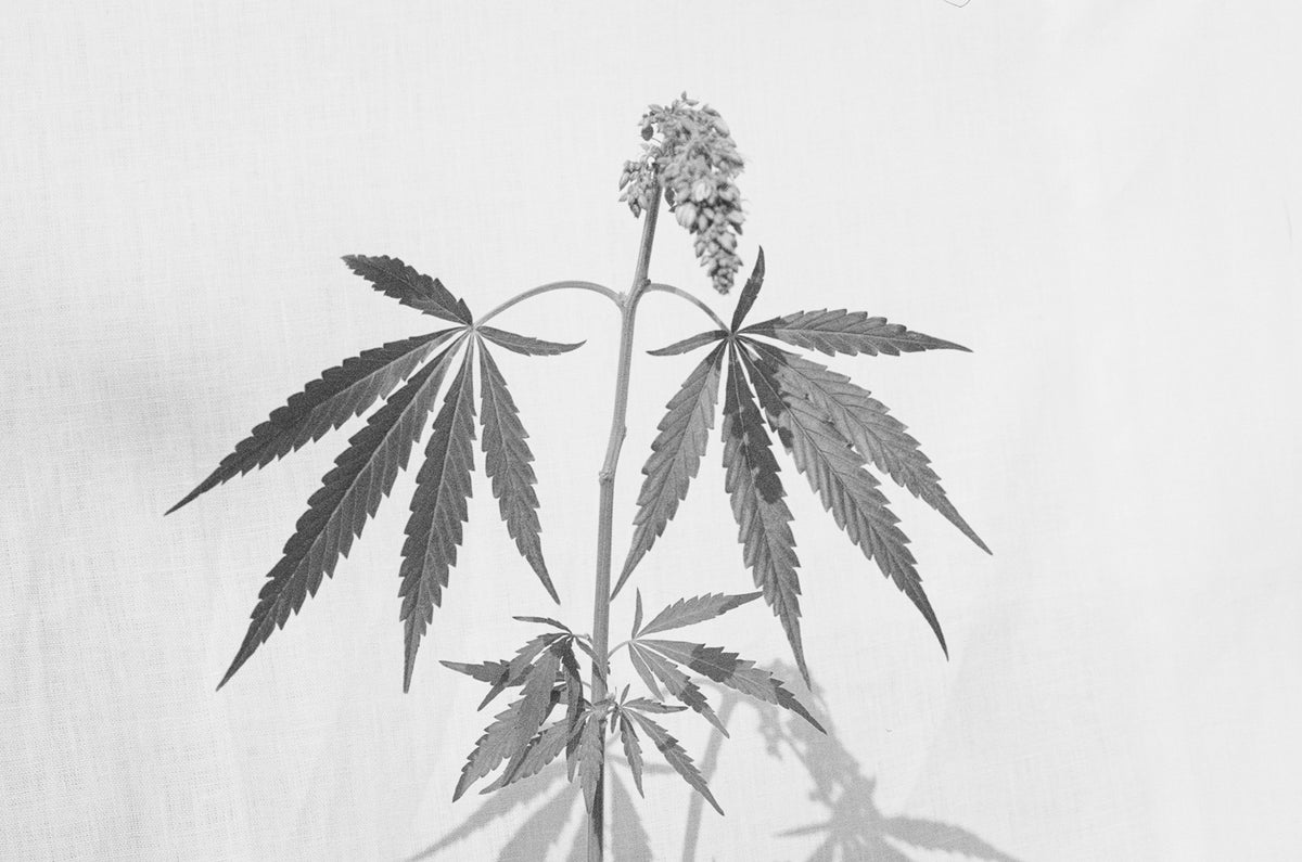APRIL MORNING LUXURY SUSTAINABLE FASHION CANAPA HEMP SUPER CROP